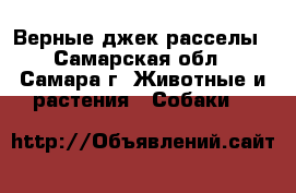 Верные джек расселы - Самарская обл., Самара г. Животные и растения » Собаки   